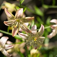 Lilium Corsage