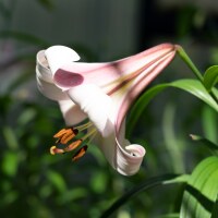 Lilium Eastern Moon