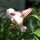 Lilium Eastern Moon