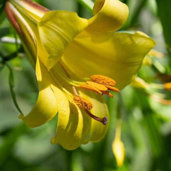 Lilium Golden Splendour