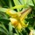 Lilium Golden Splendour