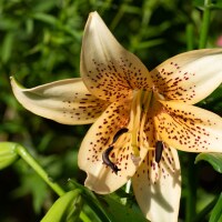 Lilium Tiger Babies