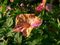 Mirabilis jalapa