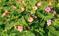 Mirabilis jalapa