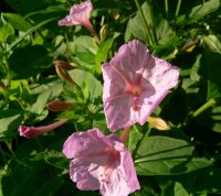 Mirabilis jalapa