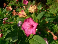 Mirabilis jalapa