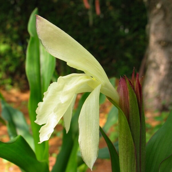 Roscoea  Beesiana