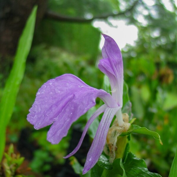 Roscoea purpurea Mix