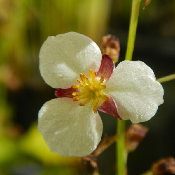 Sagittaria australis Benni