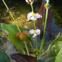 Sagittaria australis Benni