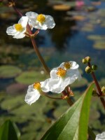 Sagittaria latifolia