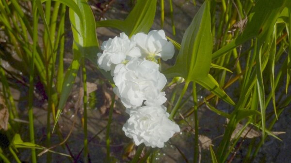 Sagittaria latifolia Plena