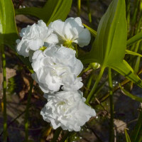 Sagittaria latifolia Plena