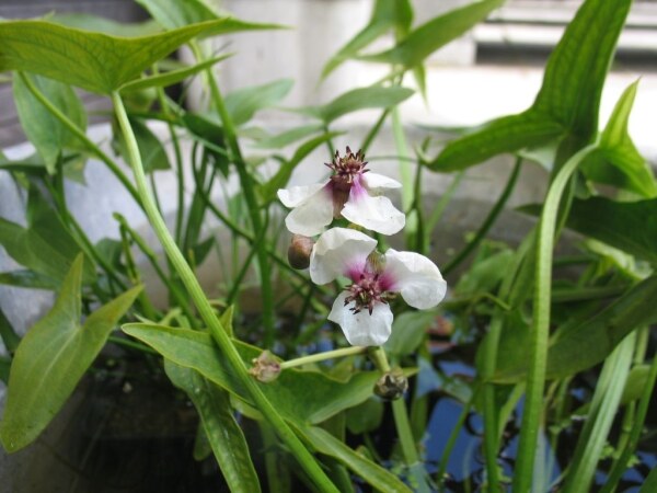 Sagittaria sagittifolia