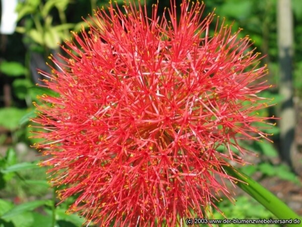 Scadoxus multiflorus