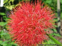 Scadoxus multiflorus