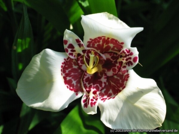 Tigridia pavonia Alba