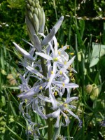 Camassia cusickii