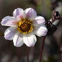 Dahlia Bishop of Dover