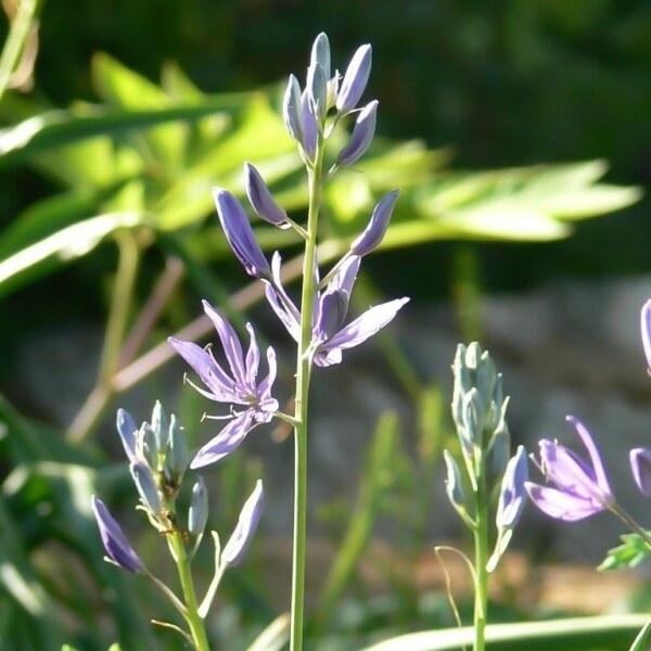 Camassia quamasch ssp. esculenta