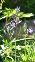 Camassia quamasch ssp. esculenta