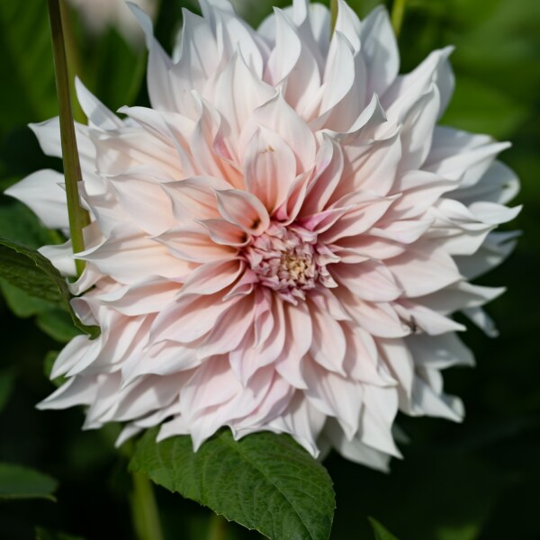 Dahlia Cafe Au Lait