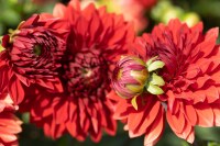 Dahlia Garden Wonder