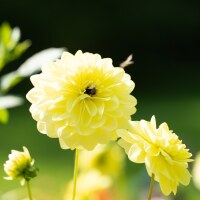 Dahlia Glory of Heemsteede