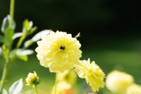 Dahlia Glory of Heemsteede