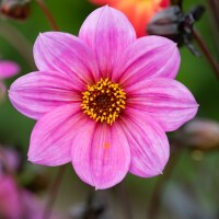 Dahlia HS Juliet