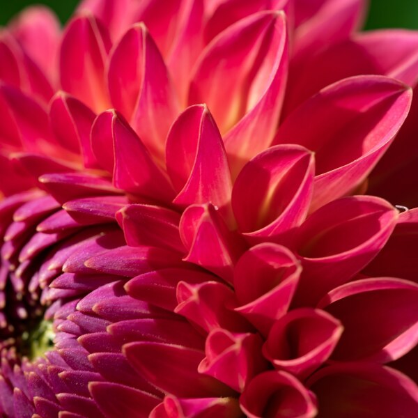 Dahlia Pink Suffusion