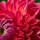 Dahlia Pink Suffusion