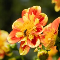 Dahlia Pooh