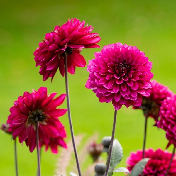 Dahlia Purple Flame