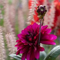 Dahlia Purple Flame