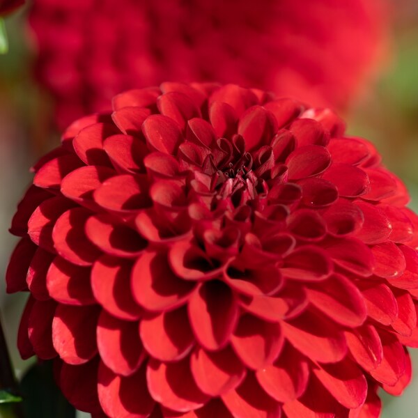 Dahlia Red Fox