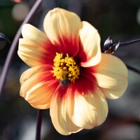 Dahlia Sunshine