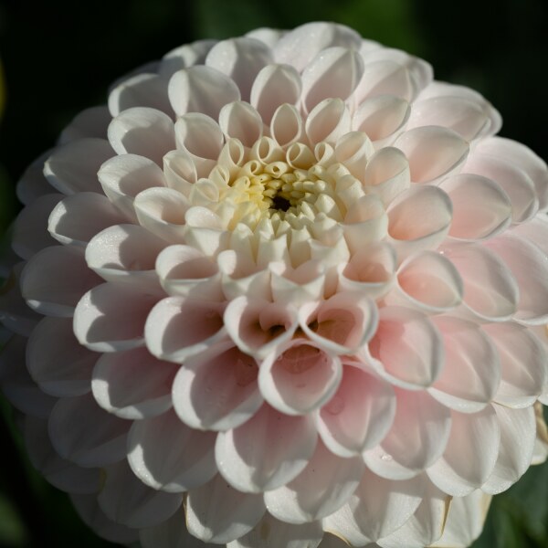 Dahlia White Wizard