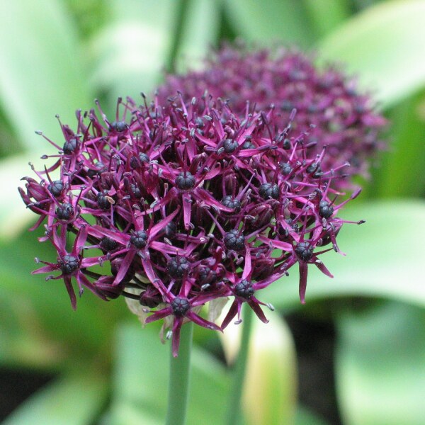 Allium atropurpureum