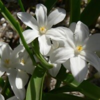 Chionodoxa luciliae Alba