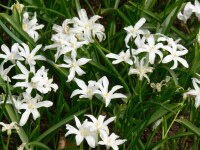 Chionodoxa luciliae Alba