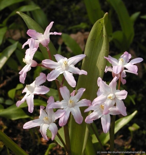 Chionodoxa forbesii Pink Giant