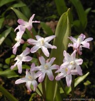 Chionodoxa forbesii Pink Giant