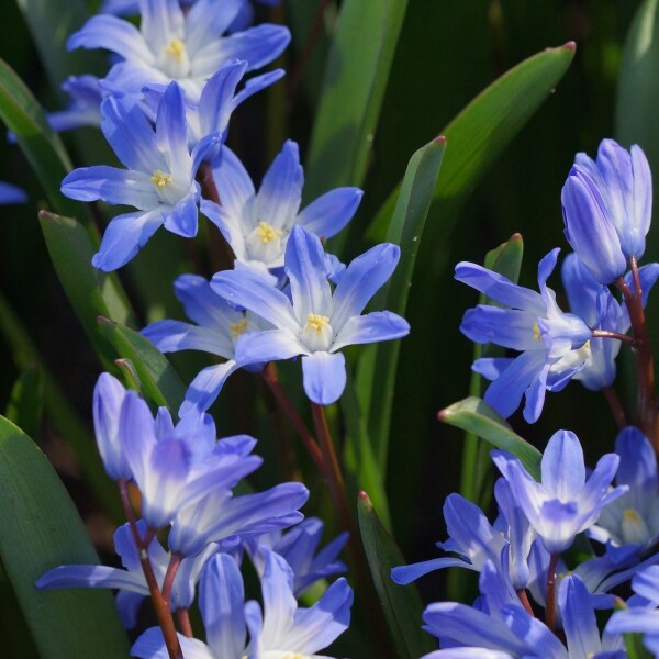 Chionodoxa forbesii Blue Giant