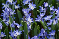 Chionodoxa forbesii Blue Giant