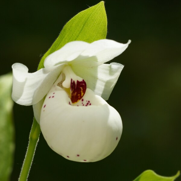 Cypripedium Ulla Silkens Selektion