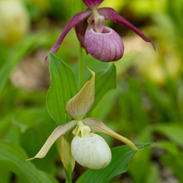 Cypripedium-Überraschung, blühfähig