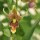 Epipactis Sabine