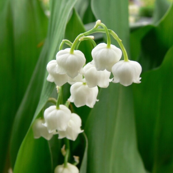 Convallaria majalis