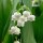 Convallaria majalis